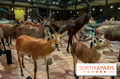 Grande Galerie de l'évolution- visuels 2024 - image00045