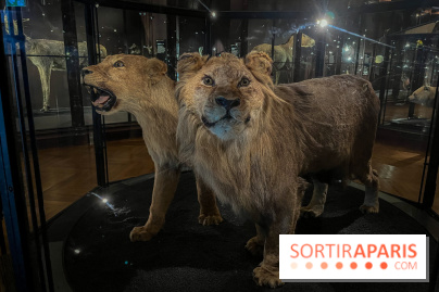 Grande Galerie de l'évolution- visuels 2024 - image00026