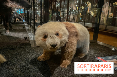 Grande Galerie de l'évolution- visuels 2024 - image00017