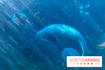 Zoo de Vincennes, Parc zoologique 2024 - lamantins