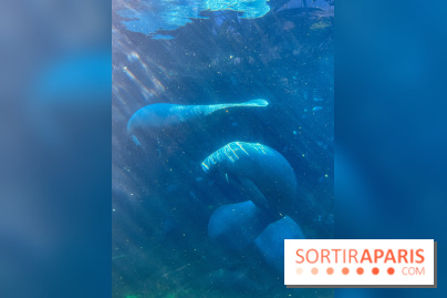 Zoo de Vincennes, Parc zoologique 2024 - nos photos - image00040