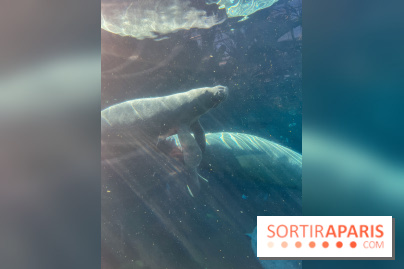 Zoo de Vincennes, Parc zoologique 2024 - nos photos - image00037