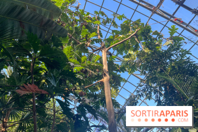 Zoo de Vincennes, Parc zoologique 2024 - serre tropicale