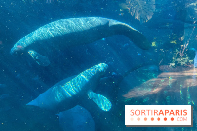 Zoo de Vincennes, Parc zoologique 2024 - nos photos - image00039