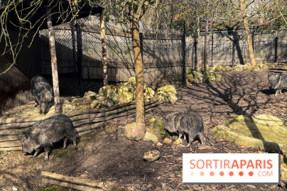 Zoo de Vincennes, Parc zoologique 2024 - pécaris