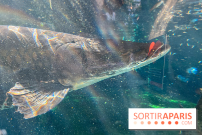 Zoo de Vincennes, Parc zoologique 2024 - poisson