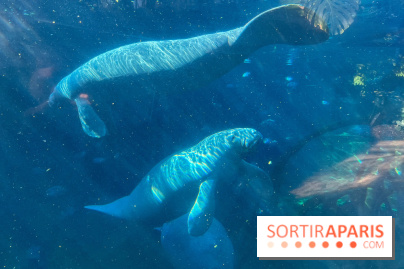 Zoo de Vincennes, Parc zoologique 2024 - lamantin