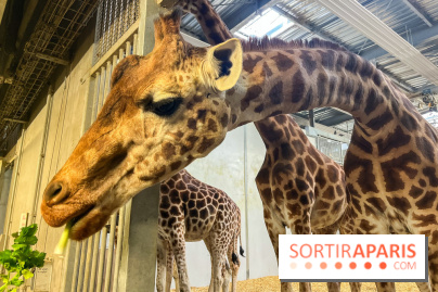 Zoo de Vincennes, Parc zoologique 2024 -  girafes