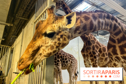 Zoo de Vincennes, Parc zoologique 2024 - girafes
