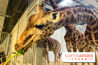 Zoo de Vincennes, Parc zoologique 2024 - girafes