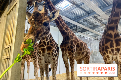 Zoo de Vincennes, Parc zoologique 2024 - girafes