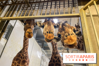 Zoo de Vincennes, Parc zoologique 2024 - girafes