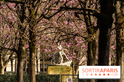 Les magnolias du Jardin du Palais Royal