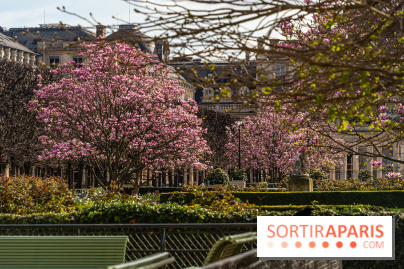 Les magnolias du Jardin du Palais Royal