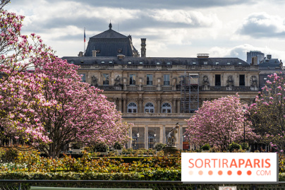 Les magnolias du Jardin du Palais Royal