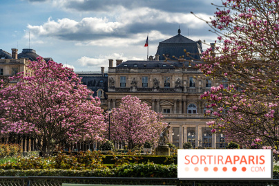 Les magnolias du Jardin du Palais Royal