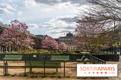 Les magnolias du Jardin du Palais Royal