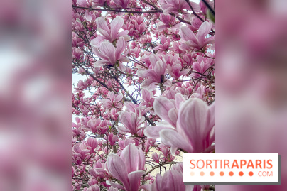 Les magnolias du Jardin du Palais Royal  - IMG 7389
