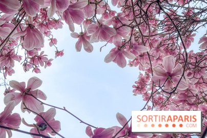 Les magnolias du Jardin du Palais Royal  - IMG 7390