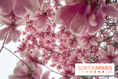 Les magnolias du Jardin du Palais Royal  - IMG 7391