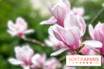 Les magnolias du Jardin du Palais Royal  - IMG 7396