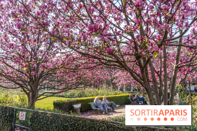 Les magnolias du Jardin du Palais Royal  - printemps - visuel Paris