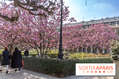 Les magnolias du Jardin du Palais Royal  - printemps - visuel Paris