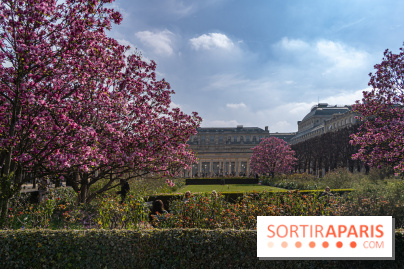 Les magnolias du Jardin du Palais Royal
