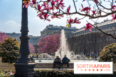 Les magnolias du Jardin du Palais Royal  - printemps - visuel Paris - fontaine - chaleur