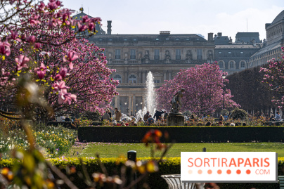 Les magnolias du Jardin du Palais Royal