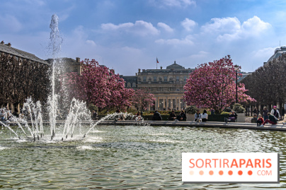 Les magnolias du Jardin du Palais Royal  - printemps - visuel Paris - fontaine - chaleur - beau temps