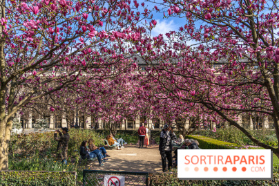 Les magnolias du Jardin du Palais Royal  - printemps - visuel Paris