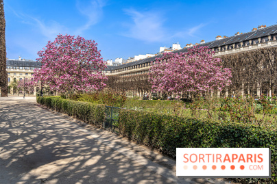 Les magnolias du Jardin du Palais Royal  - printemps - visuel Paris