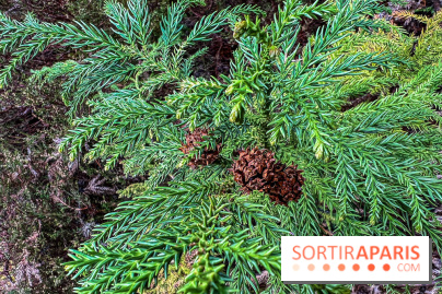 Arbor&Sens, l'Arboretum de Franchard en forêt de Fontainebleau - les photos - IMG 7957