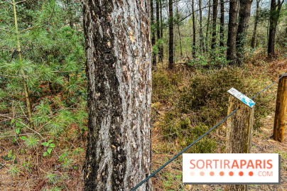 Arbor&Sens, l'Arboretum de Franchard en forêt de Fontainebleau - les photos