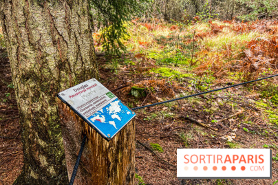Arbor&Sens, l'Arboretum de Franchard en forêt de Fontainebleau - les photos - IMG 7949