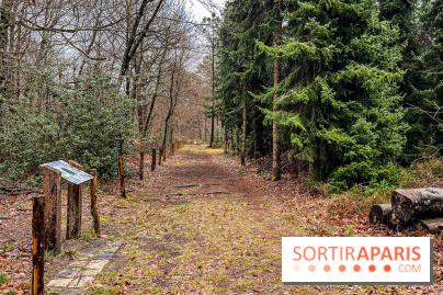 Arbor&Sens, l'Arboretum de Franchard en forêt de Fontainebleau - les photos