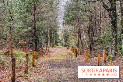 Arbor&Sens, l'Arboretum de Franchard en forêt de Fontainebleau - les photos