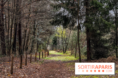 Arbor&Sens, l'Arboretum de Franchard en forêt de Fontainebleau - les photos - IMG 7933