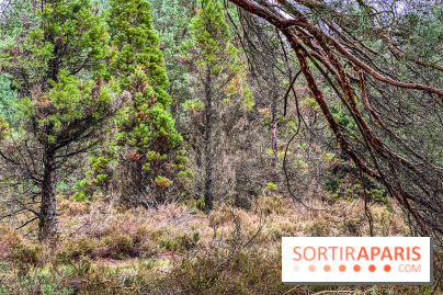 Arbor&Sens, l'Arboretum de Franchard en forêt de Fontainebleau - les photos