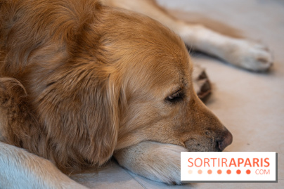 Seven Heaven, le coffee shop dog's friendly et kid's friendly de Paris 11e -  A7C0528