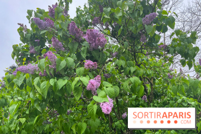 Arboretum de Paris - nos photos - image00033