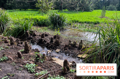 Arboretum de Paris - nos photos - image00031