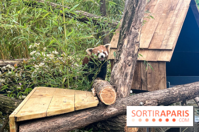 Ménagerie du Jardin des Plantes 2024 - panda