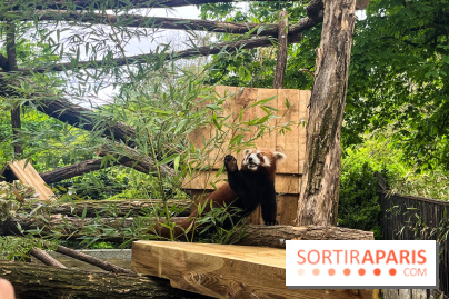 Ménagerie du Jardin des Plantes 2024 - panda