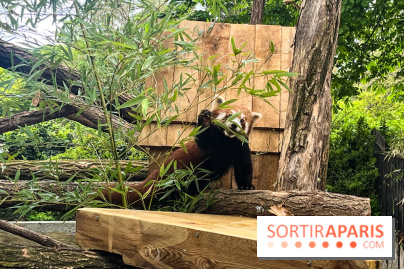 Ménagerie du Jardin des Plantes 2024 - panda