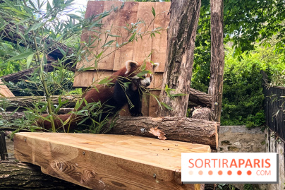 Ménagerie du Jardin des Plantes 2024 - panda