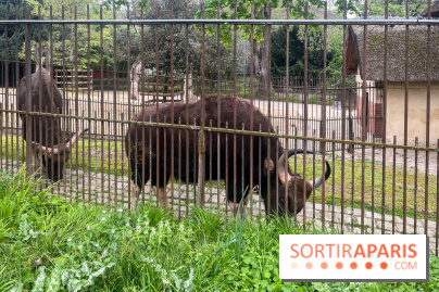 Ménagerie du Jardin des Plantes 2024 - nos photos
