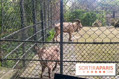 Ménagerie du Jardin des Plantes 2024 - nos photos