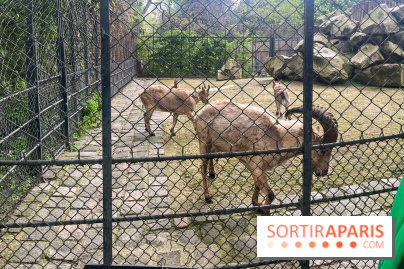 Ménagerie du Jardin des Plantes 2024 - nos photos